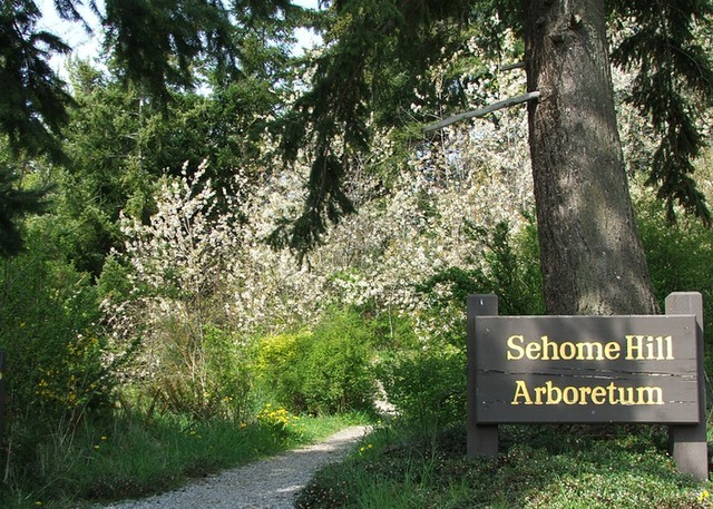 Sehome Hill Arboretum